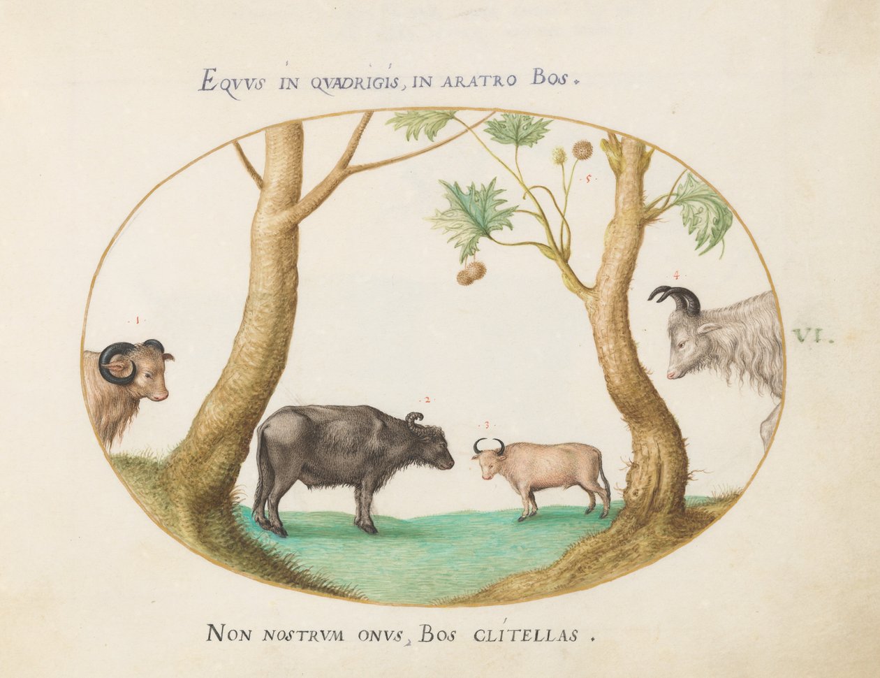 Tavla 6: En sort oxar med en bagge och en vattenbuffel(?) vid en platan av Joris Hoefnagel