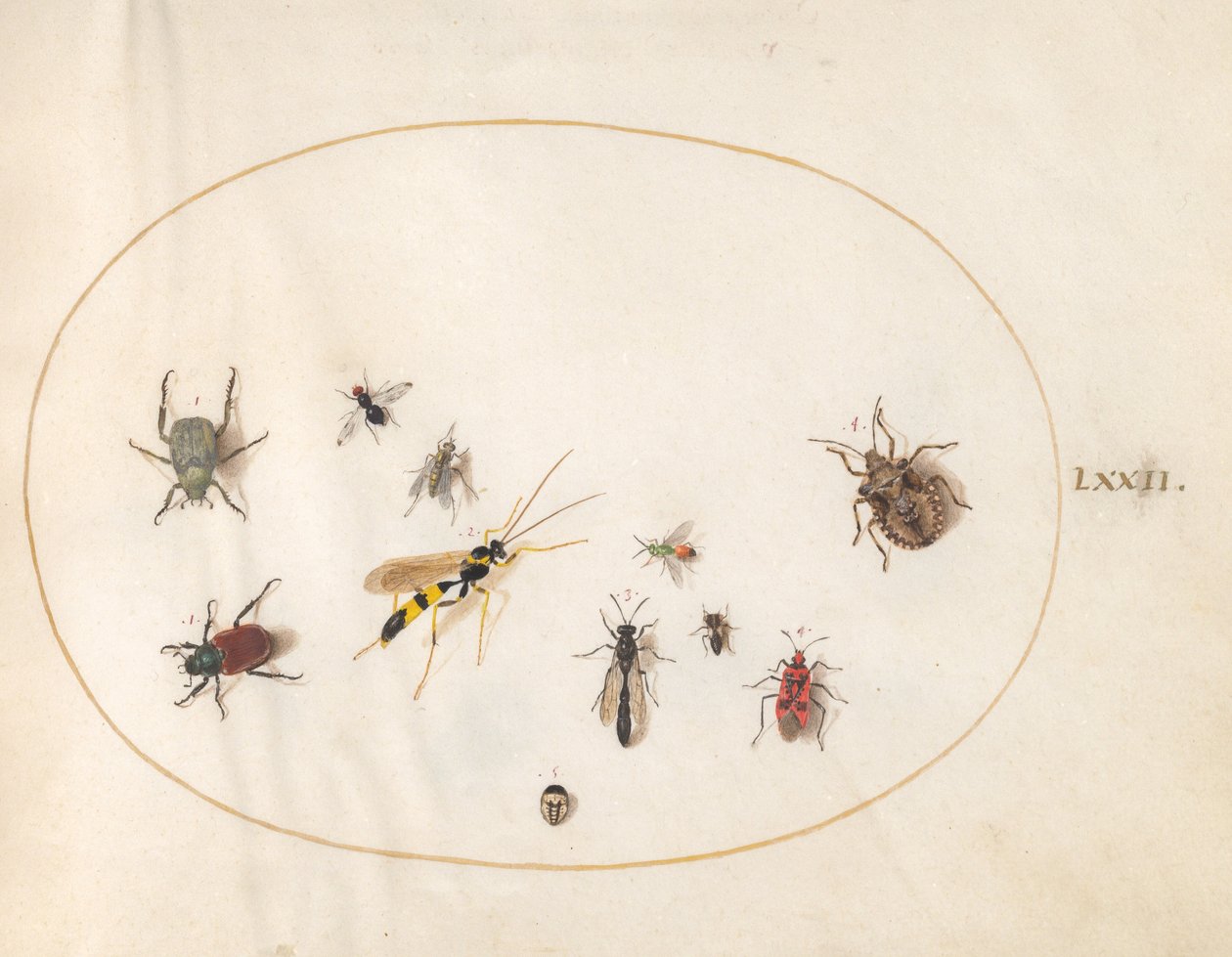 Skylt 72: Shield Bug, Cinnamon Bug, Geting och andra insekter av Joris Hoefnagel