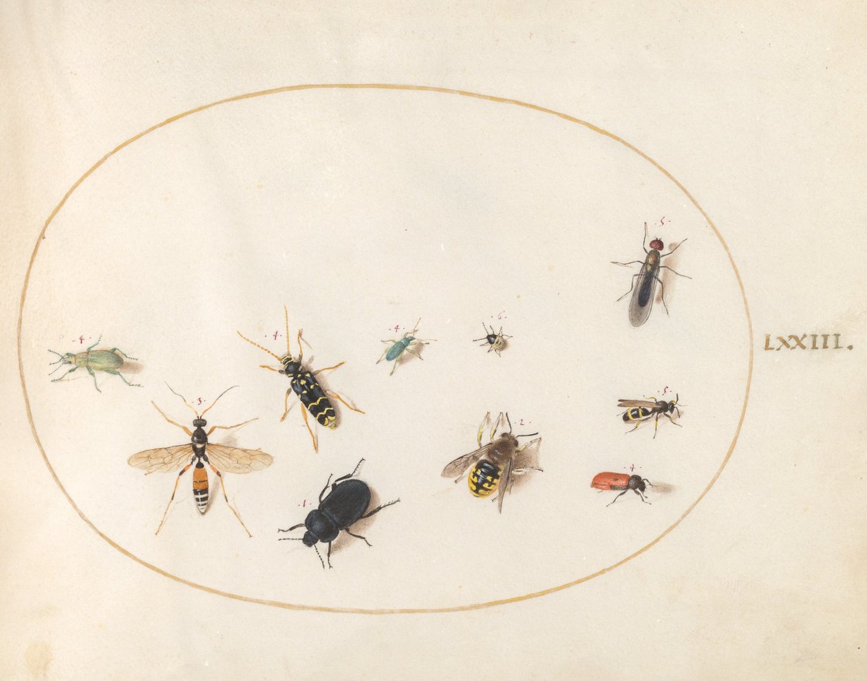 Tallrik 73: Tio insekter av Joris Hoefnagel