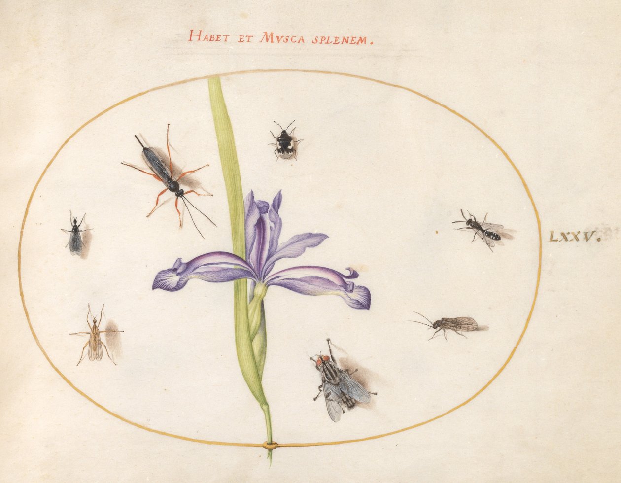 Tallrik 75: En fluga och andra insekter med en iris av Joris Hoefnagel