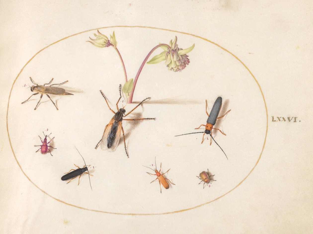 Tallrik 76: Insekter med en rosa och krämfärgad akleja av Joris Hoefnagel