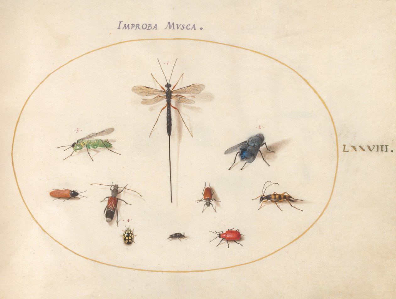 Skylt 78: Tio insekter, inklusive en blå fluga av Joris Hoefnagel