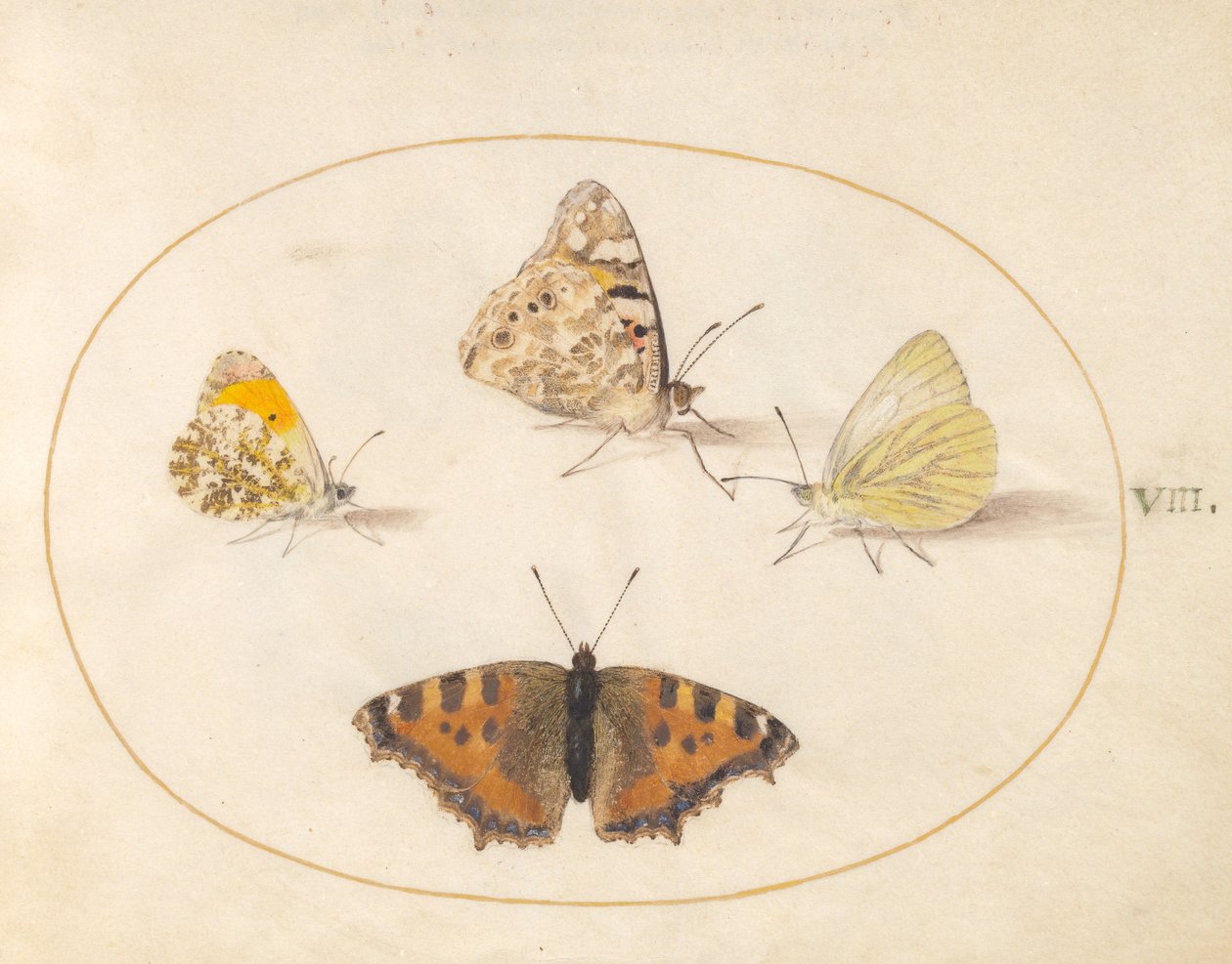 Tallrik 8: Orange tip, Painted Lady, Southern Small White och Small Tortoiseshell fjärilar av Joris Hoefnagel