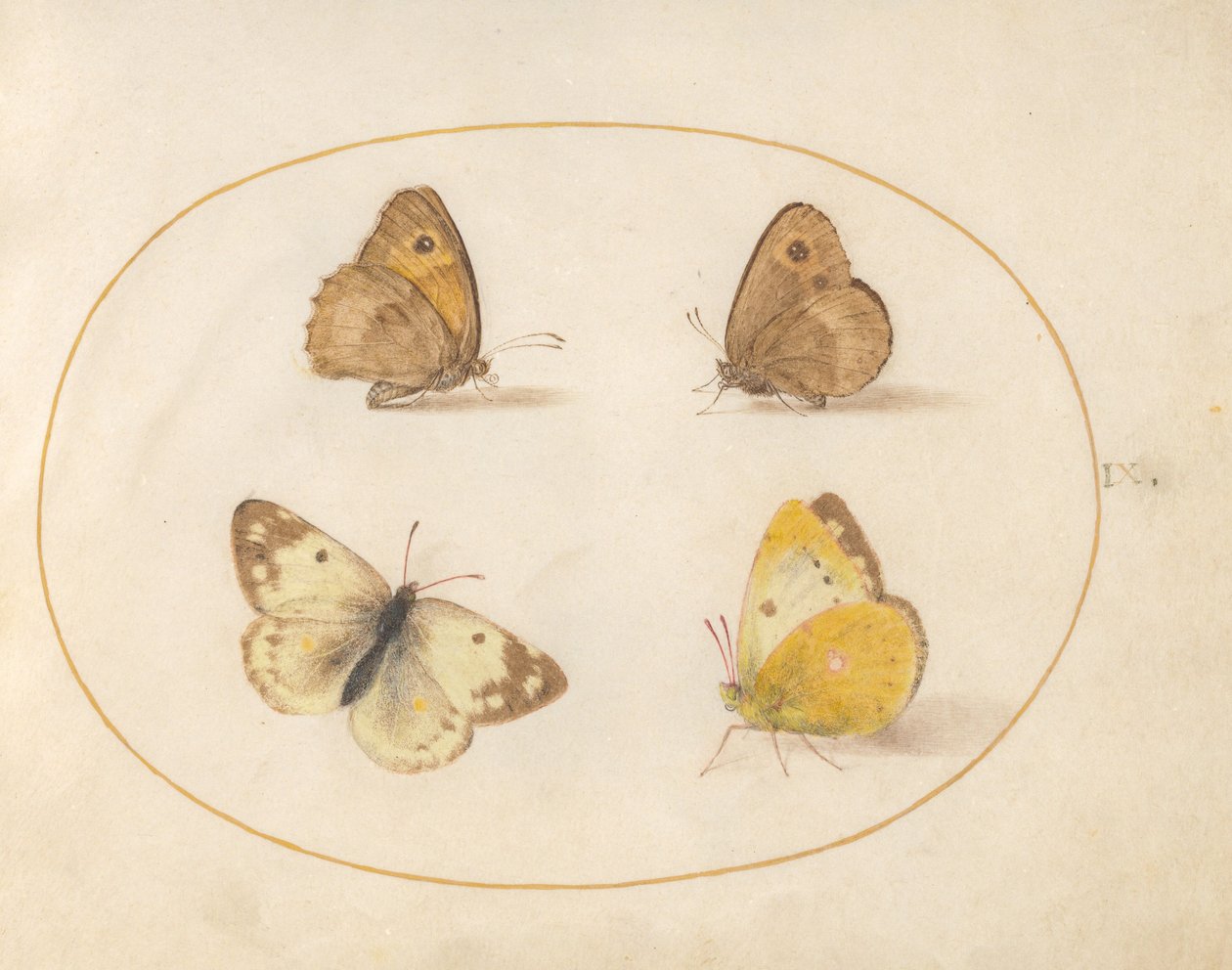 Tavla 9: Ängsbrun, Gatekeeper, Clouded Yellow och Bath White Butterflies av Joris Hoefnagel