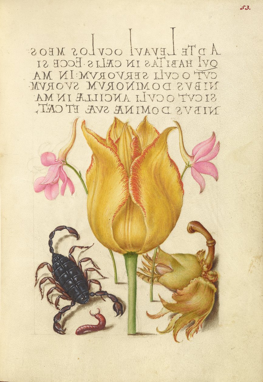 Rocket Larkspurs, Tulip, Scorpion, Millepede och European Filbert av Joris Hoefnagel