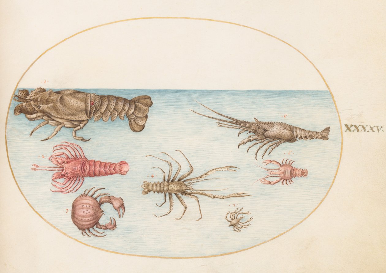 Skaldjur, c.1575-80 av Joris Hoefnagel