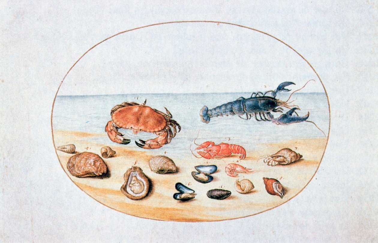 Skal och skaldjur, 1500-talet av Joris Hoefnagel
