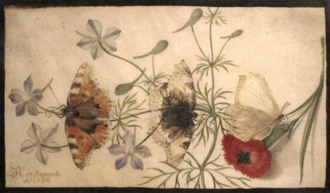 Studier av blommor och fjärilar av Joris Hoefnagel