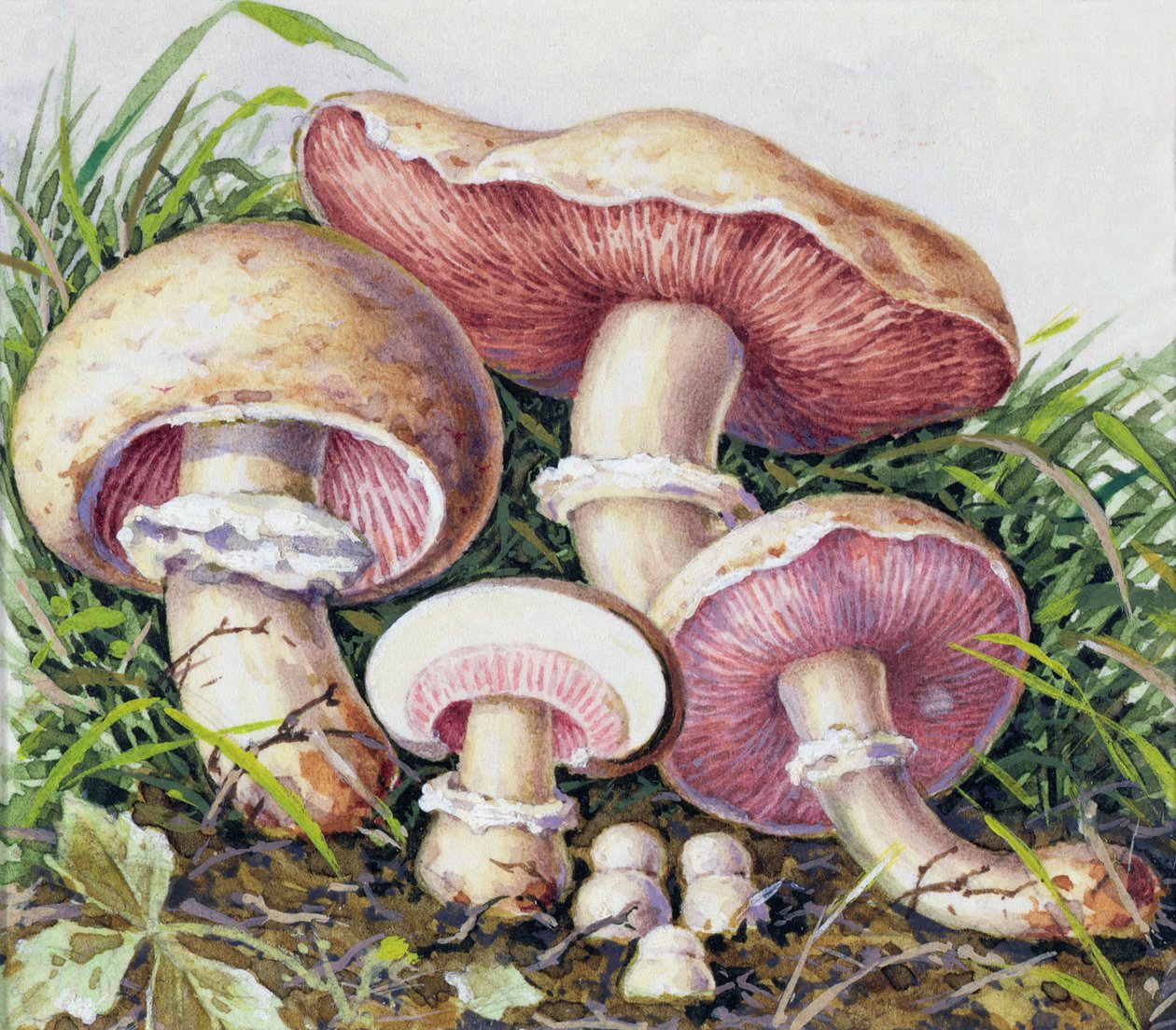 Studie av svamp av Josef Fleischmann