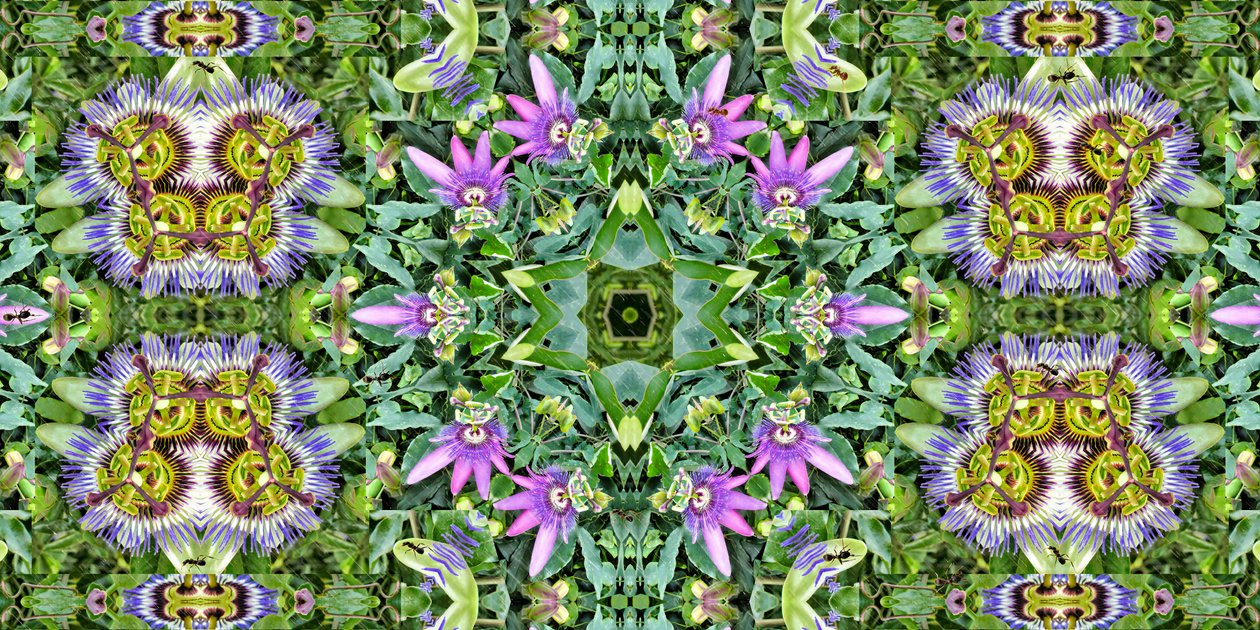 Varelser: Myror i passionsblommafältet av Josef Johann Michel