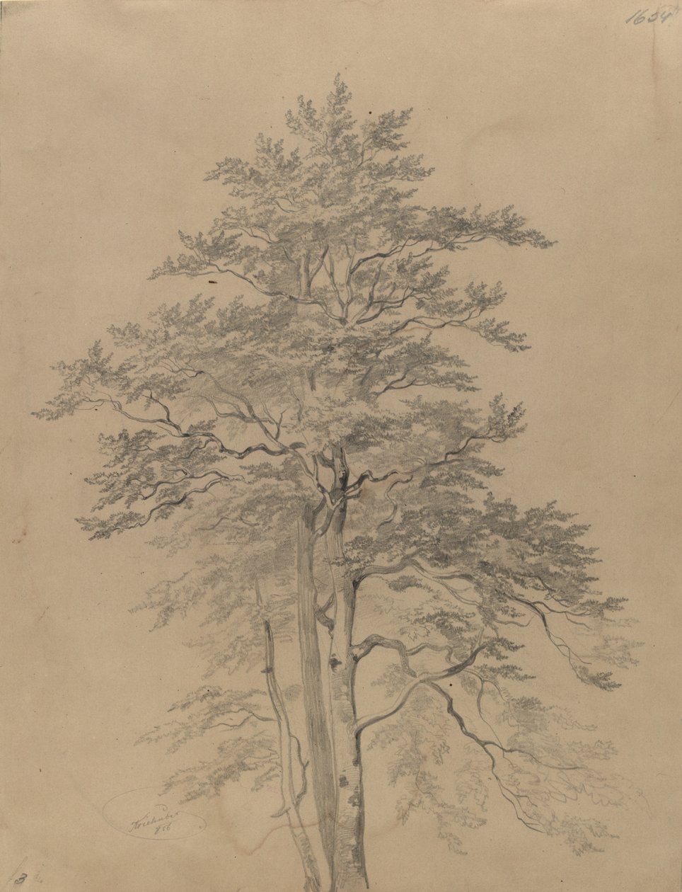 Trädstudie av Josef Kriehuber