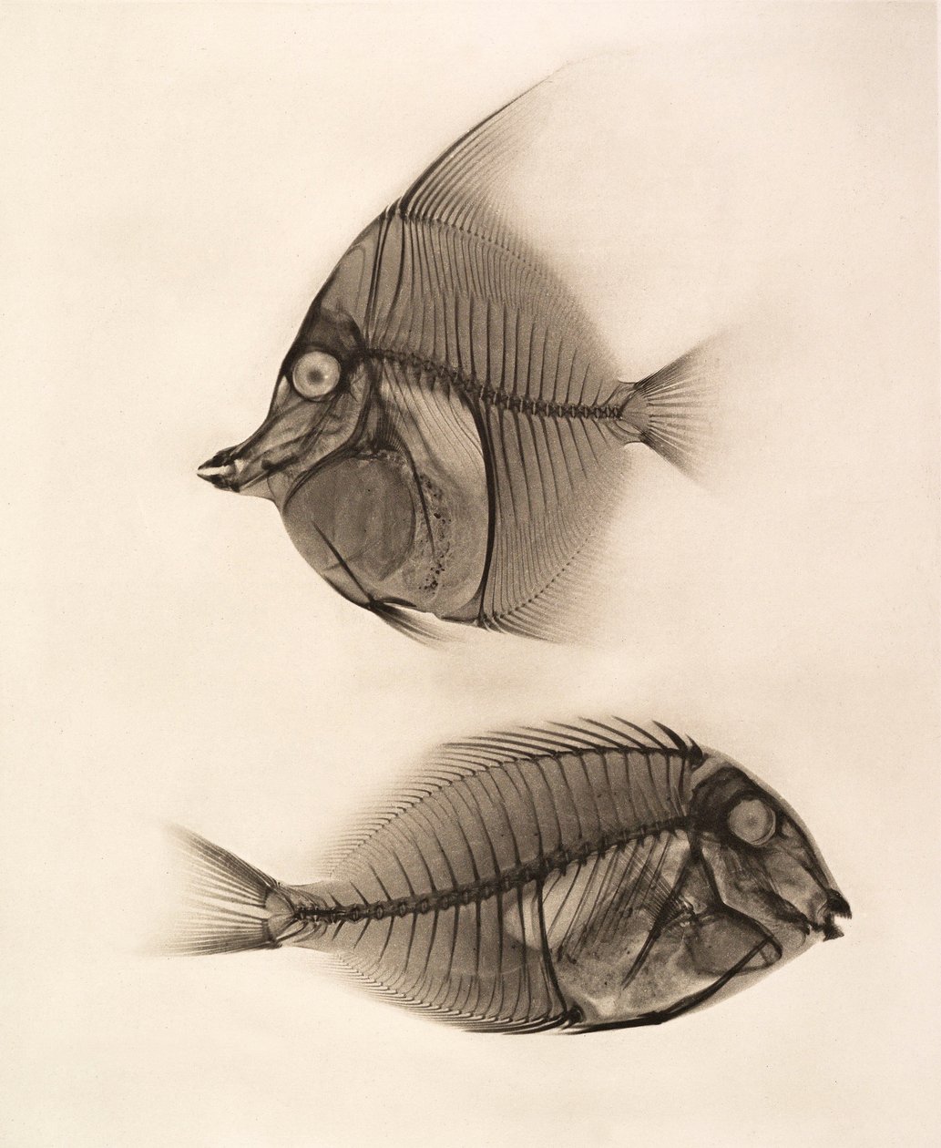 Historisk röntgenbild av en morisk idol (Zanclus Cornutus) och en blåvingad kirurgfisk (Acanthurus Nigros) 1896 (foto) av Josef Maria Eder