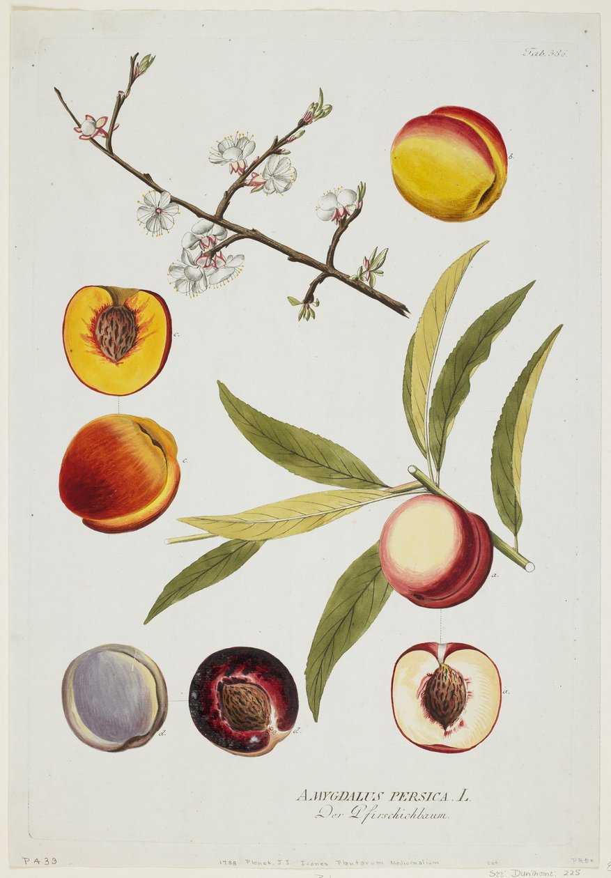 Amygdalus persica, från Icones Plantarum Medicinalium, 1788 (handfärgad gravyr och gouache) av Joseph Jacob Plenck