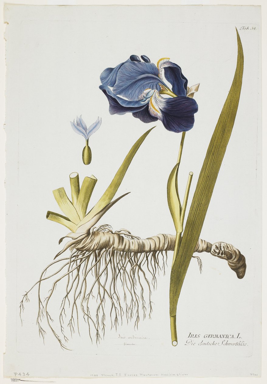 Iris Germanica, från Icones Plantarum Medicinalium, 1788-1812 (handfärgad gravyr) av Joseph Jacob Plenck