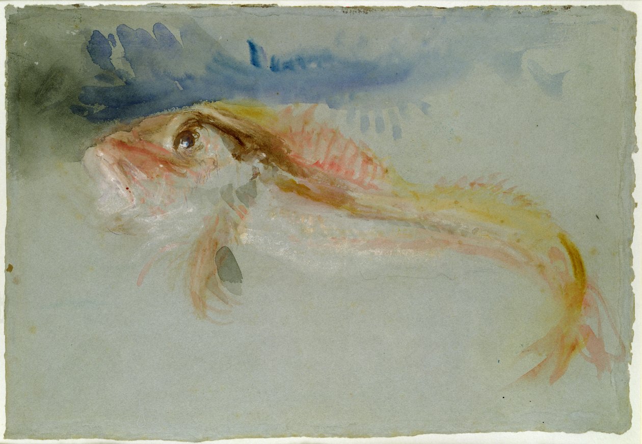 En Gurnard av Joseph Mallord William Turner
