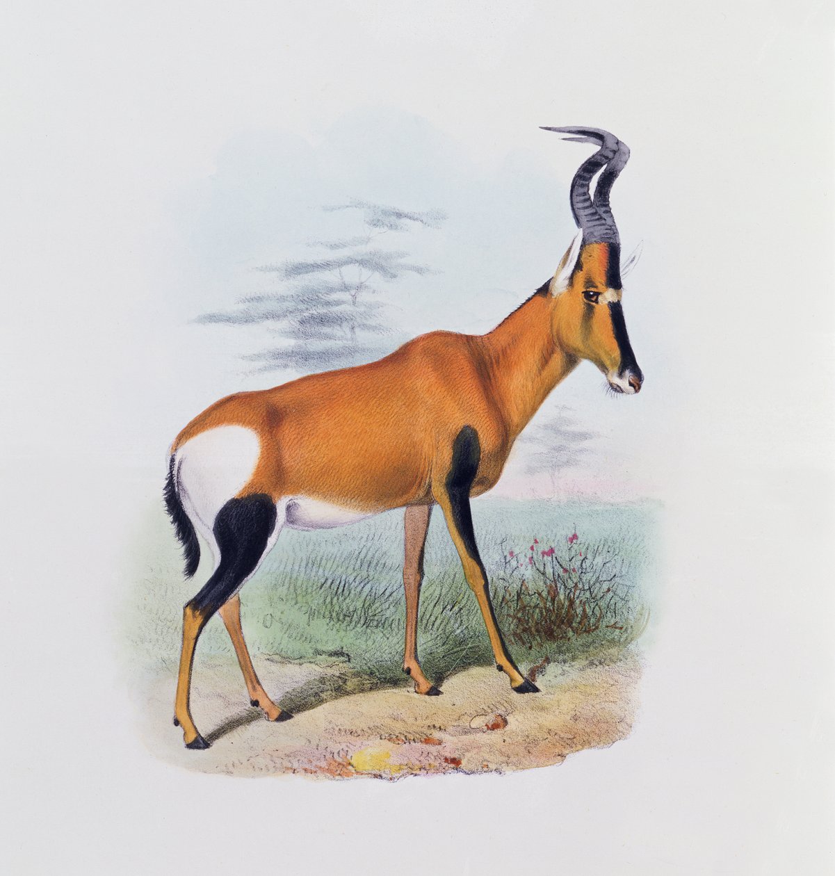 Antilope, från "Antelopernas bok", av Joseph Smit