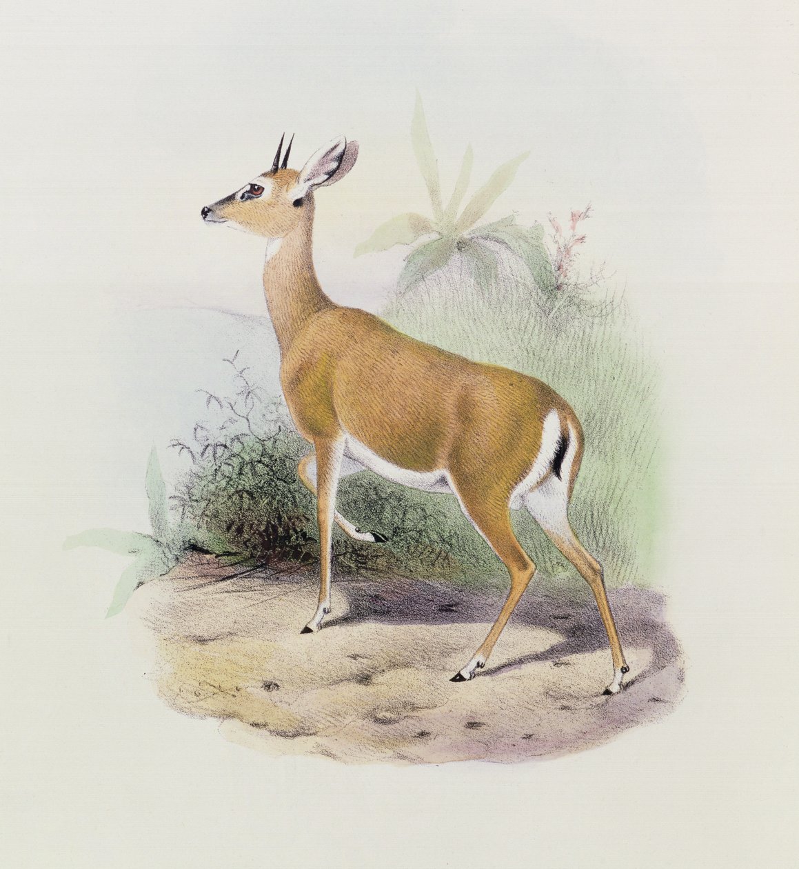 Antilope, från "Antelopernas bok", av Joseph Smit