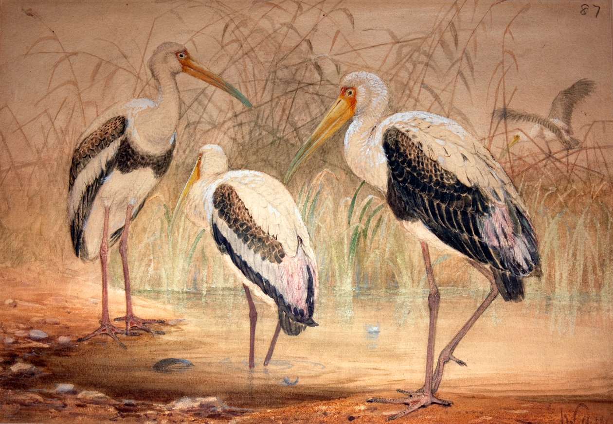 African Tantalus (Pseudotantalus ibis), 1856-67 (wc och penna på papper) av Joseph Wolf