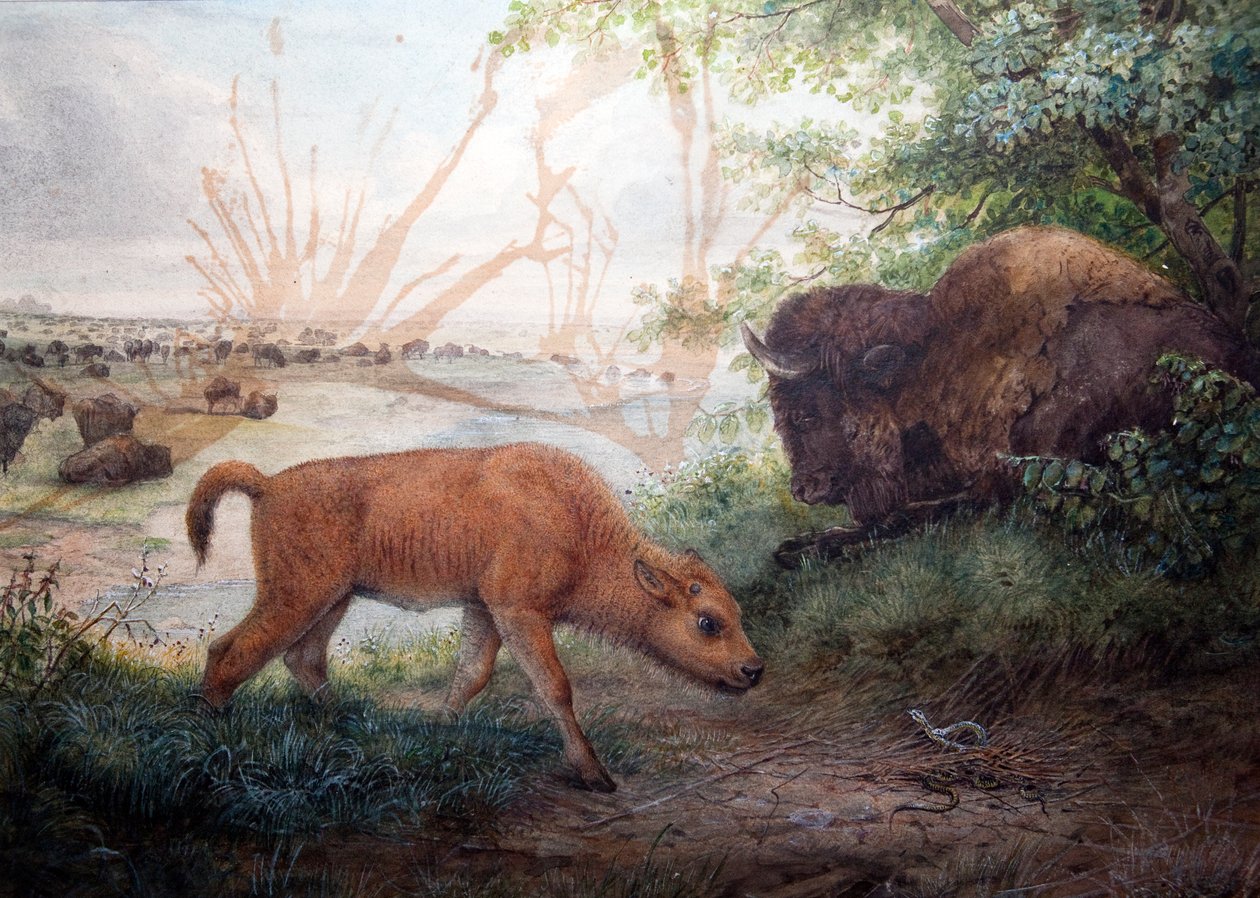 American Bison, 1850 av Joseph Wolf