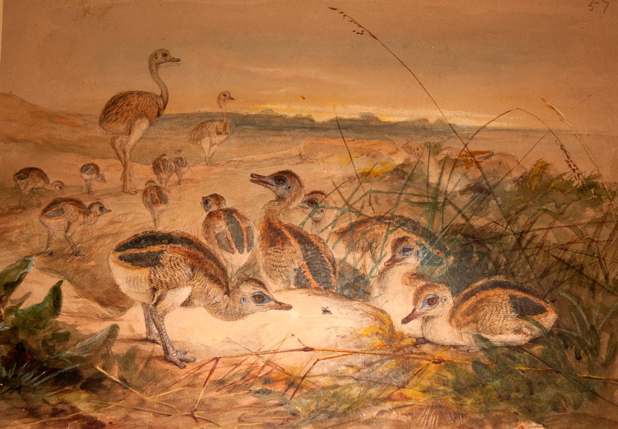 American Rheas (Rhea americana), ca 1851-76 av Joseph Wolf