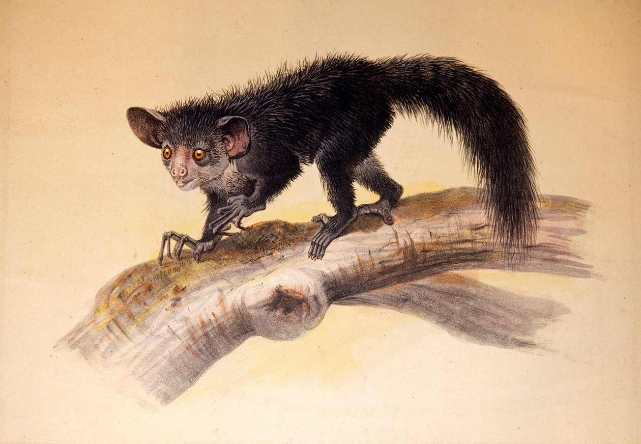 A-A, 1861 av Joseph Wolf