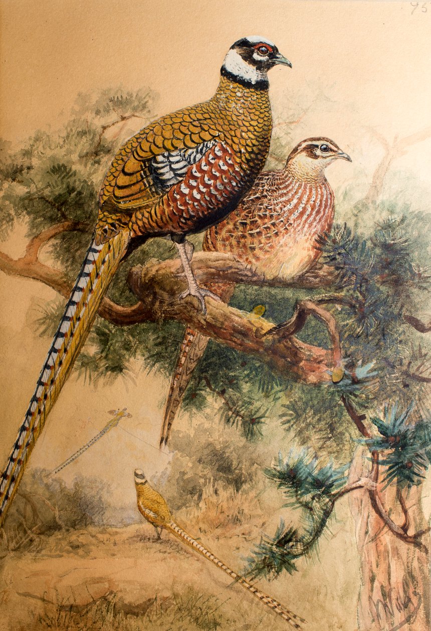 Stångsvansfasan (Phasianus reevesi), 1852-54 av Joseph Wolf