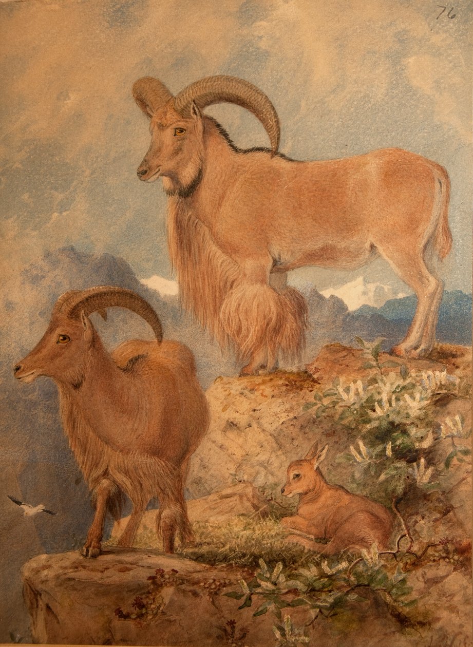 Barbarys vilda får av Joseph Wolf
