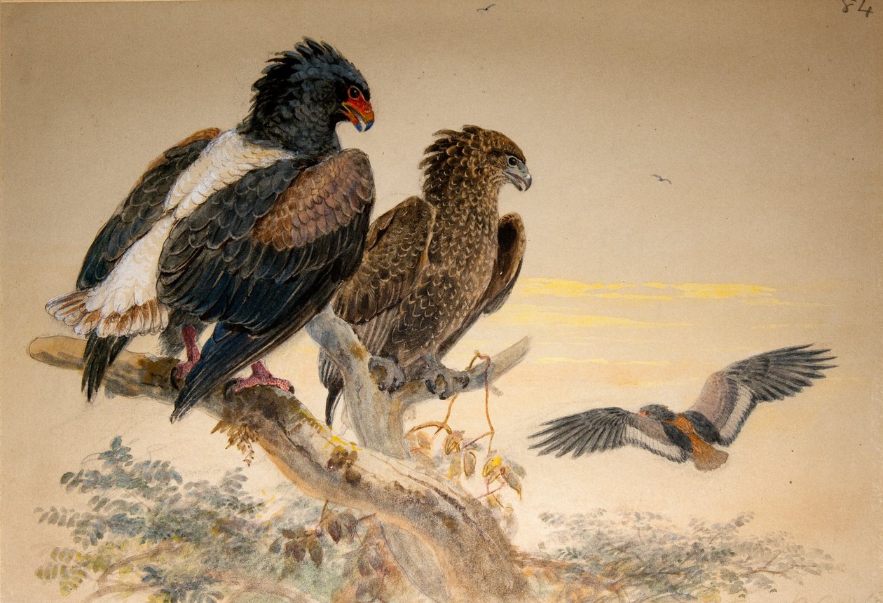 Bataleur Eagle (Helotarsus ecaudatus), 1856-67 (wc och blyertspenna på papper) av Joseph Wolf