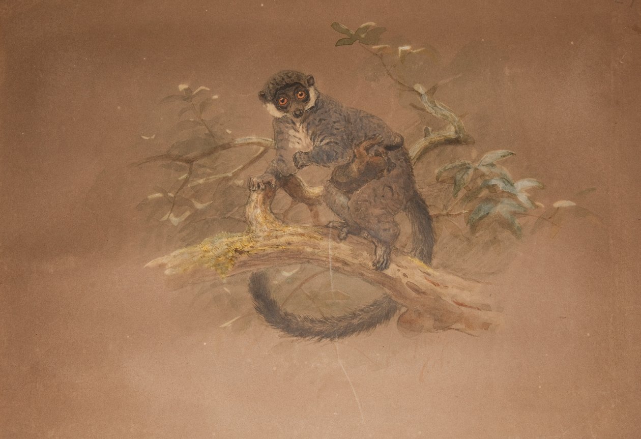 Svartfotad lemur (Lemur nigifrons) av Joseph Wolf