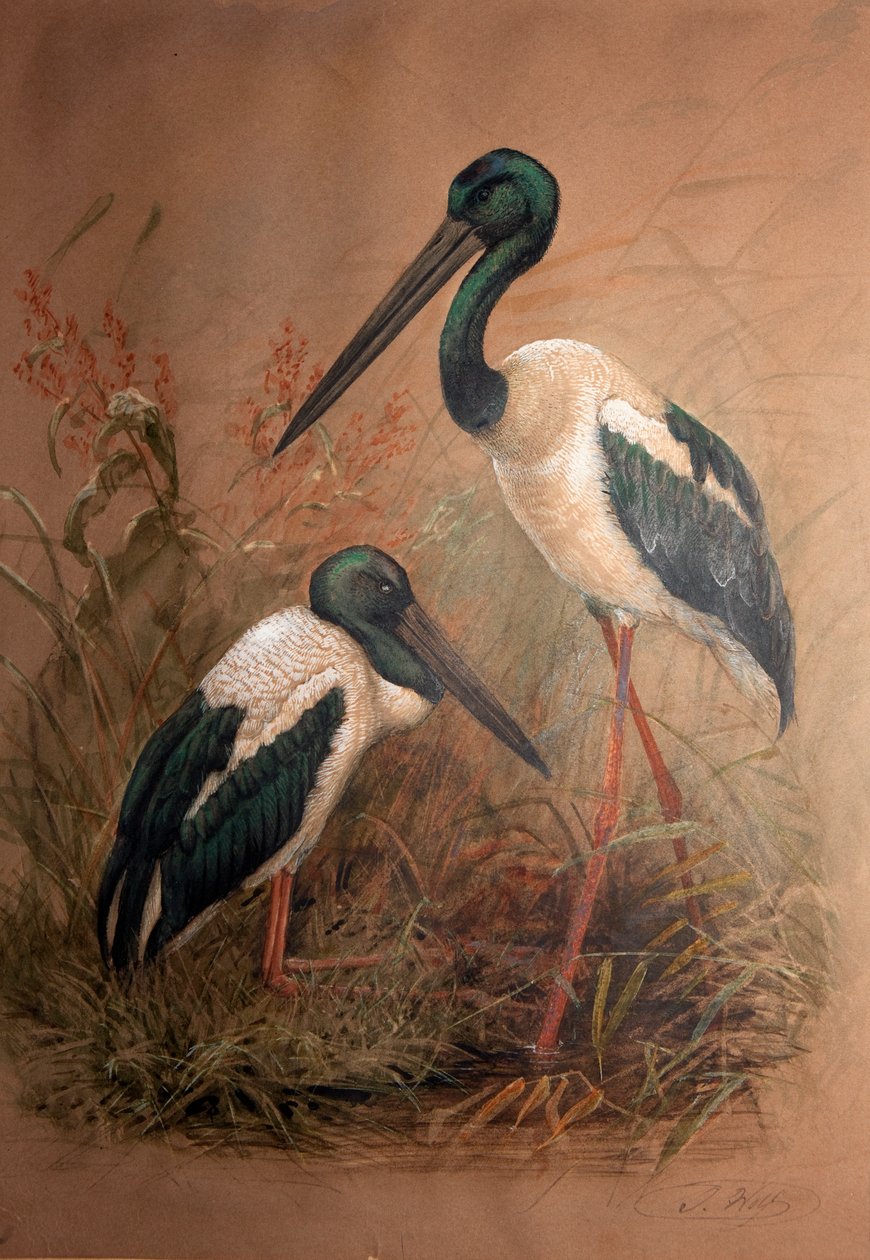 Svarthalsad stork (Xenorhynchus australis), 1856-67 av Joseph Wolf