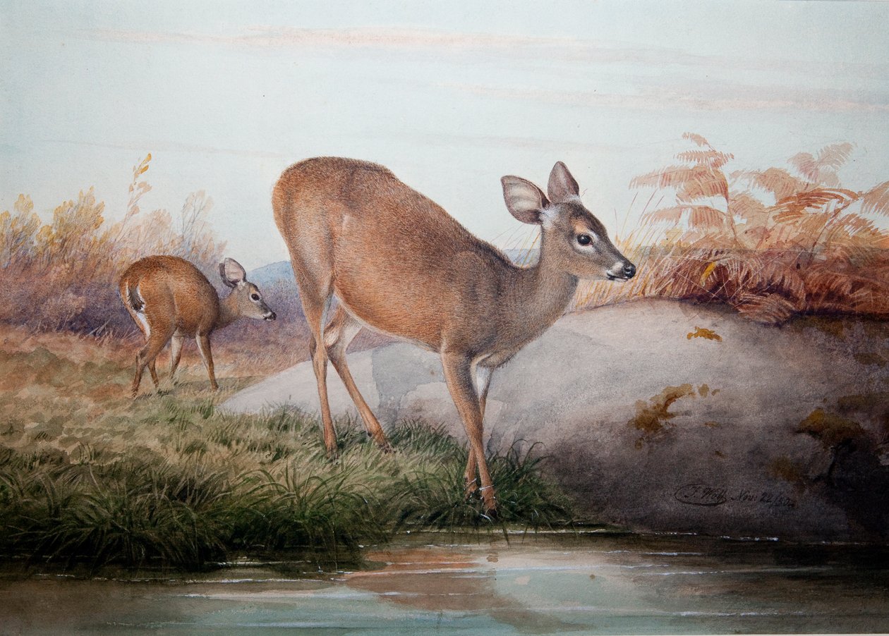 Kaliforniskt rådjur, ca 1850 av Joseph Wolf