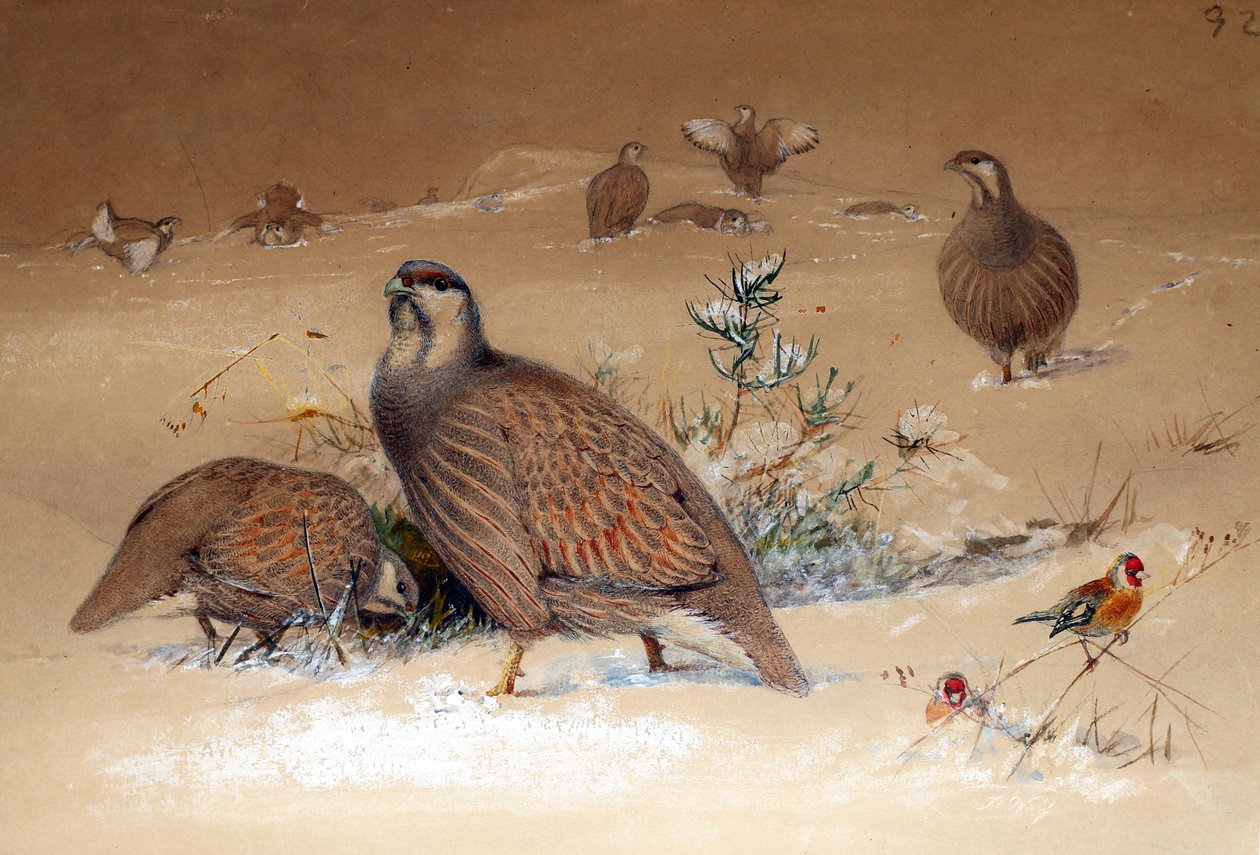 Kaspisk snörapphöna (Tetraogallus caspius), 1852-54 av Joseph Wolf