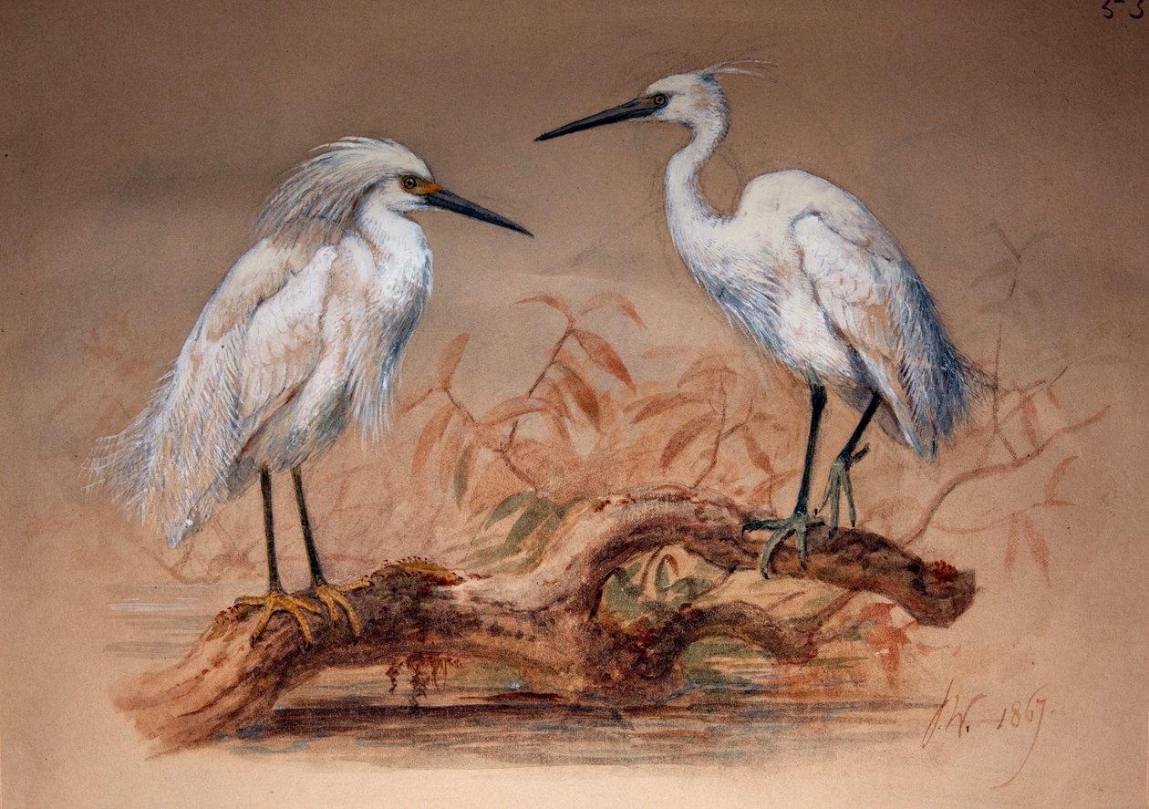 Hägrar (Ardea candidissima: Arda garzetta), 1867 (wc och penna på papper) av Joseph Wolf