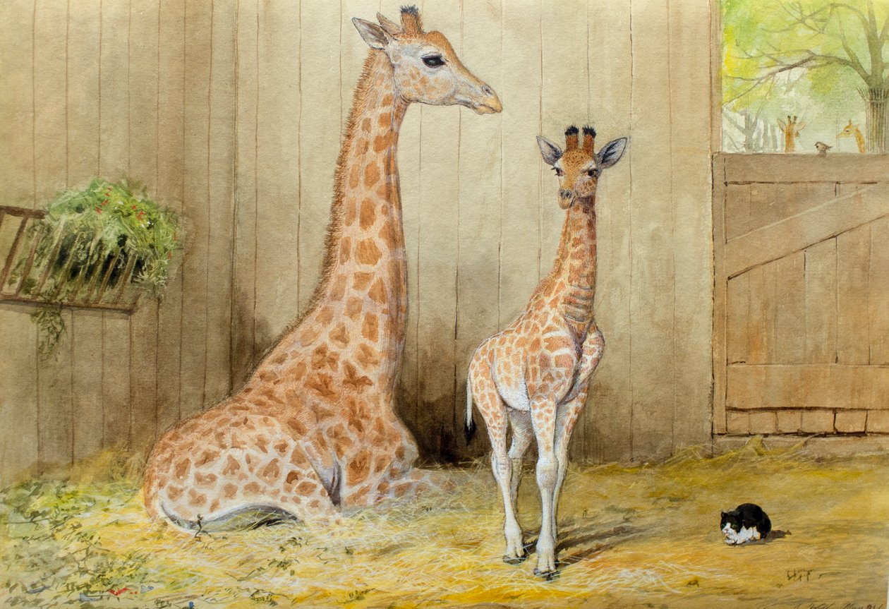 Giraff och unge, 1852 av Joseph Wolf