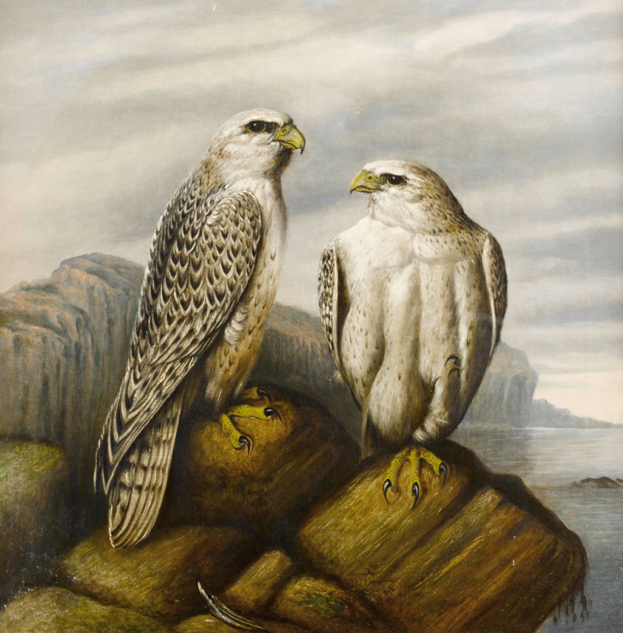 Gyrfalkar på en stenig avsats av Joseph Wolf