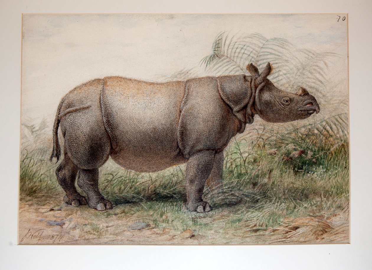 Javan noshörning, 1874 av Joseph Wolf