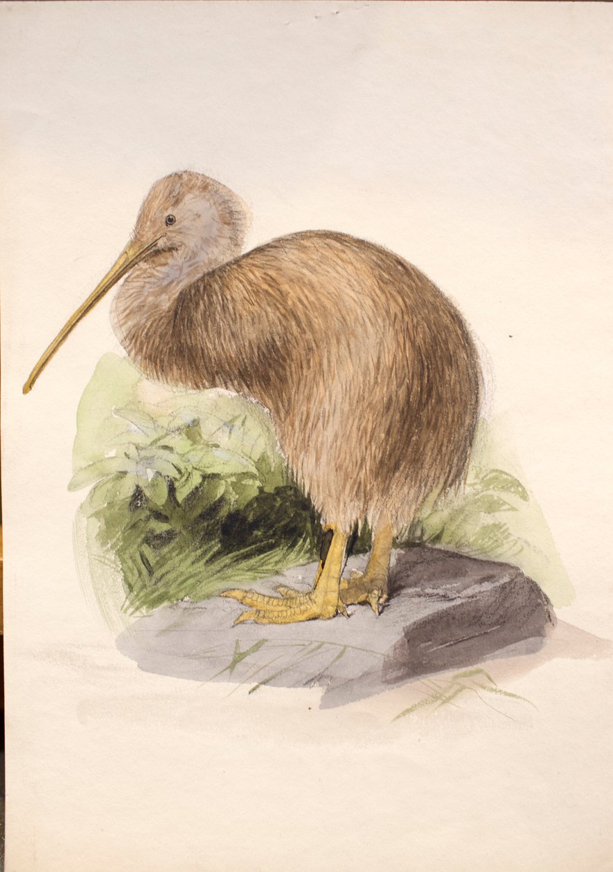 Kiwi, ca 1850 av Joseph Wolf