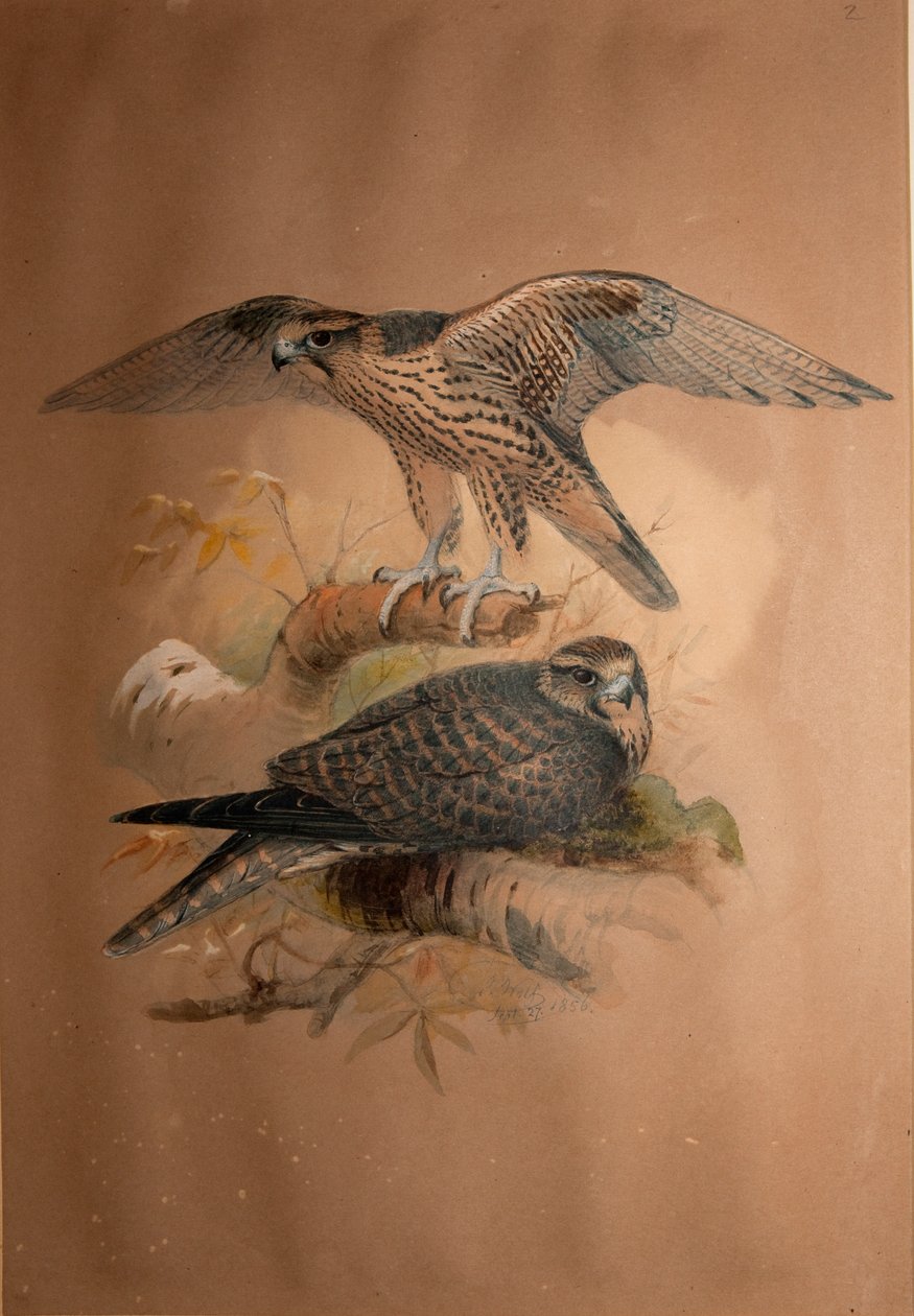 Lannerfalk (Falco lanarius), 1856 av Joseph Wolf
