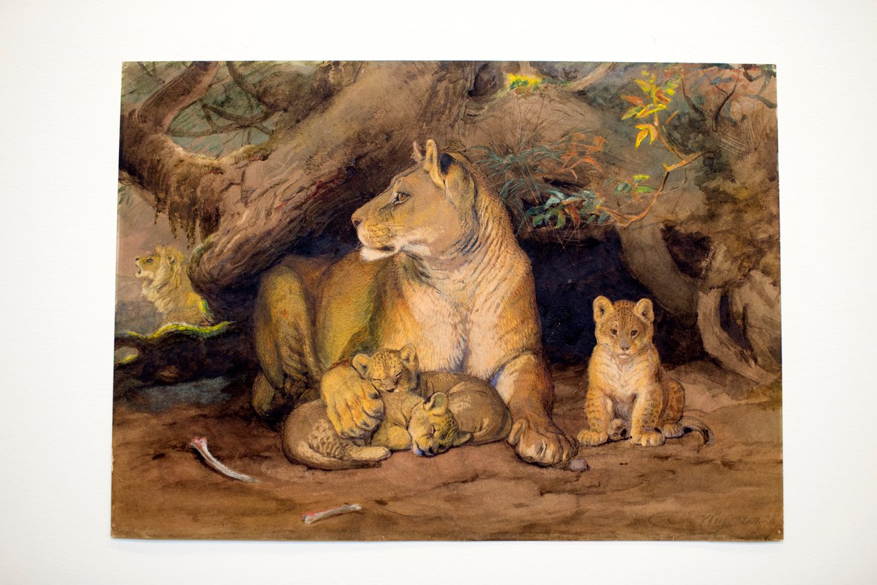 Lejoninna och unga, 1855 av Joseph Wolf