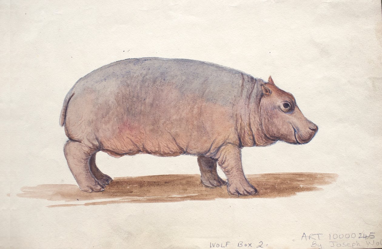 Obaysch, ca 1850 av Joseph Wolf
