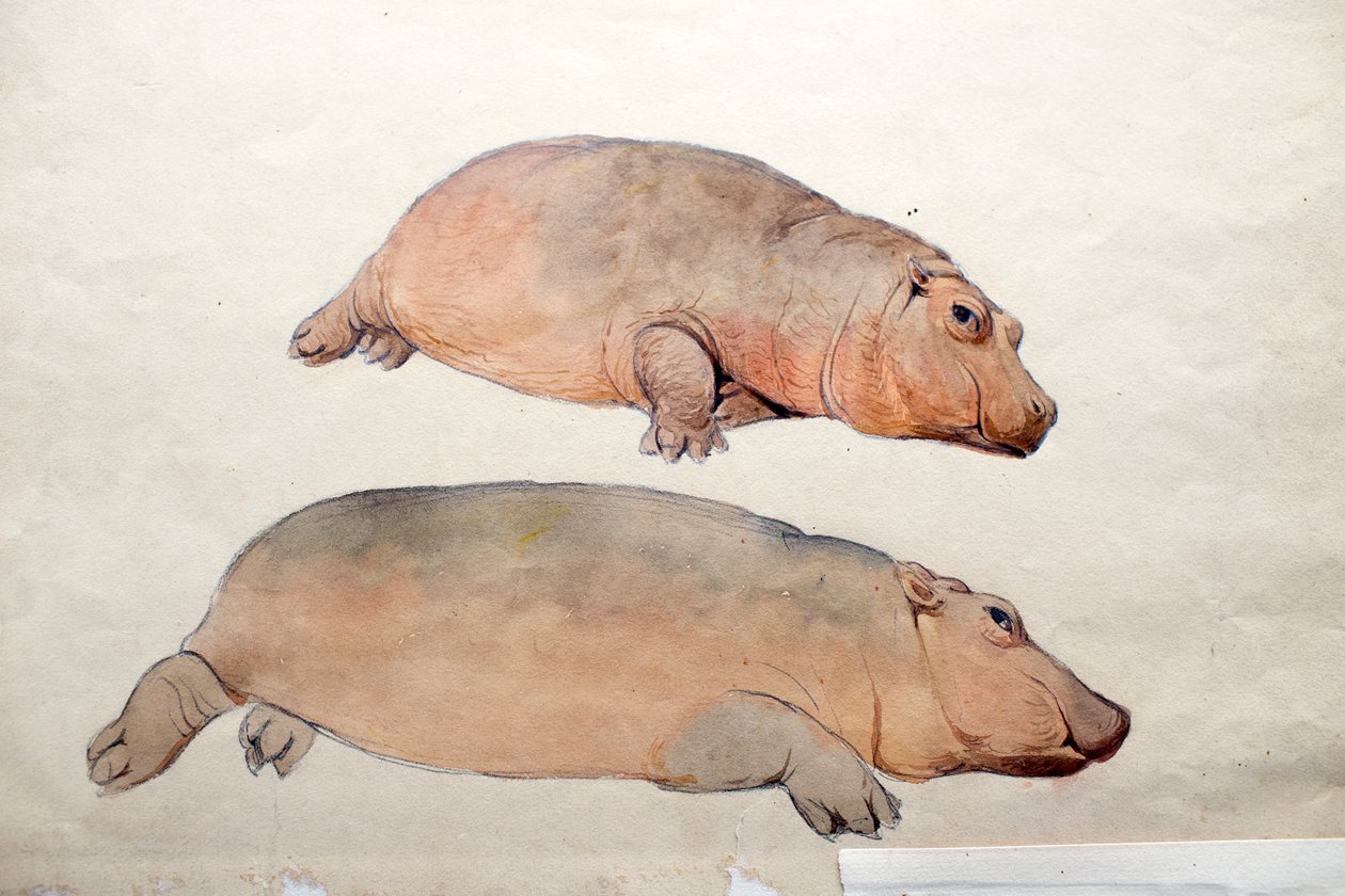 Obaysch, ca 1850 av Joseph Wolf