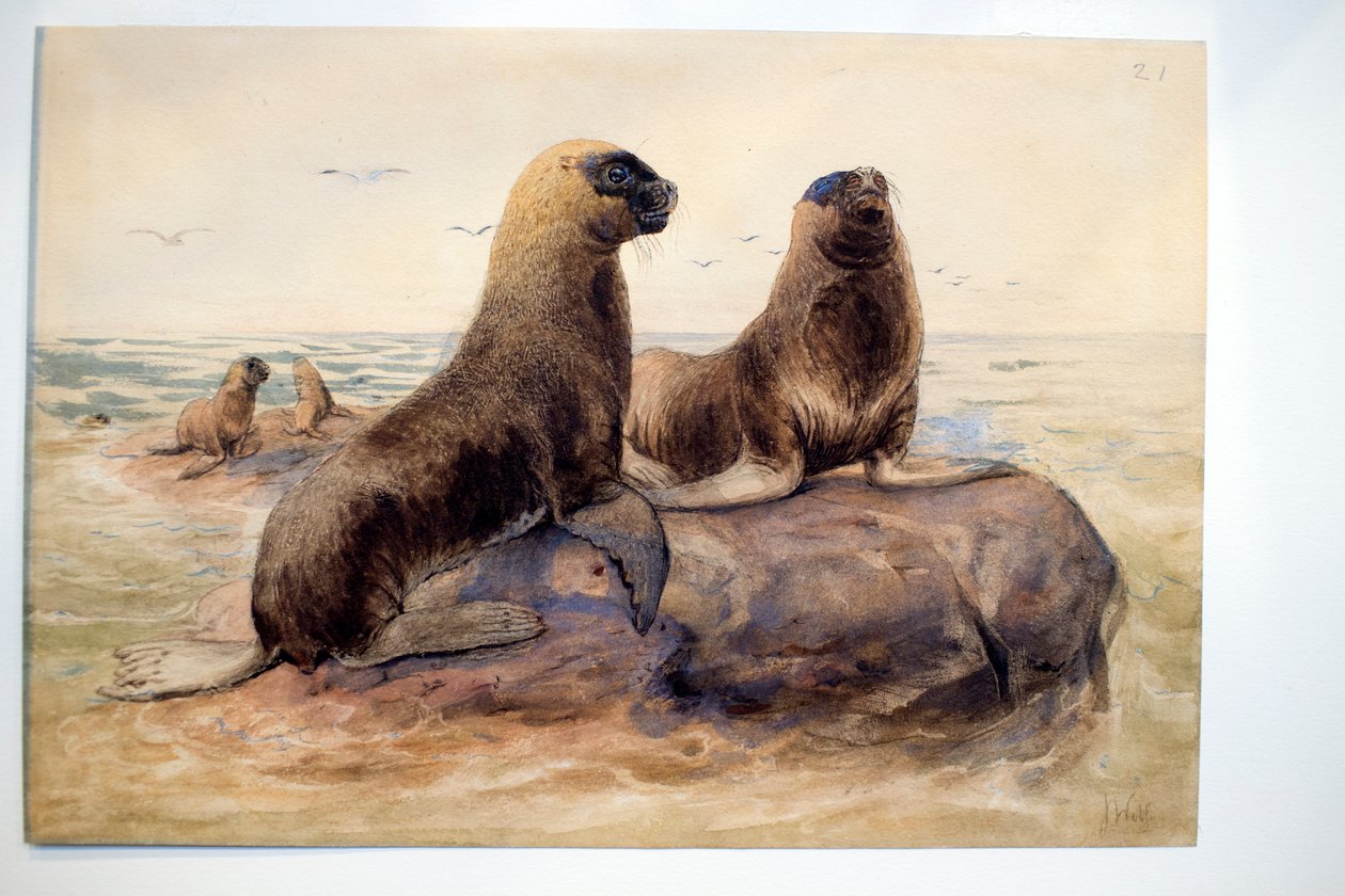 Patagoniska sjölejon, ca 1865 av Joseph Wolf
