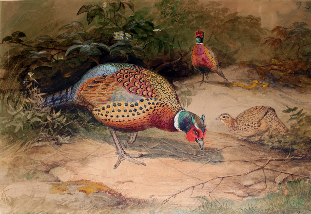 Ringhalsad fasan (Phasianus torquatus), 1852-54 av Joseph Wolf