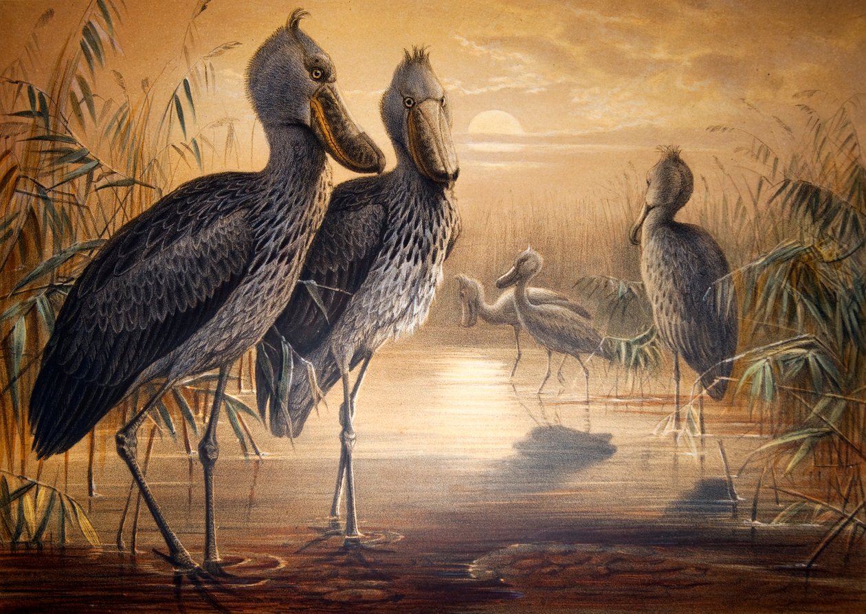Skonäbbstork, 1861 av Joseph Wolf