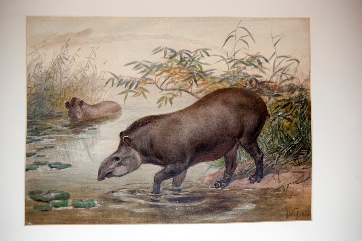 Tapir, 1880 av Joseph Wolf