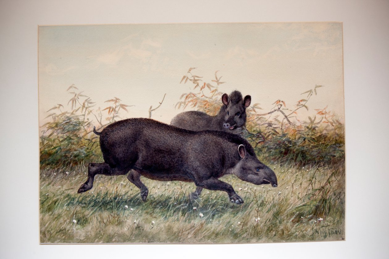 Tapir, 1880 av Joseph Wolf