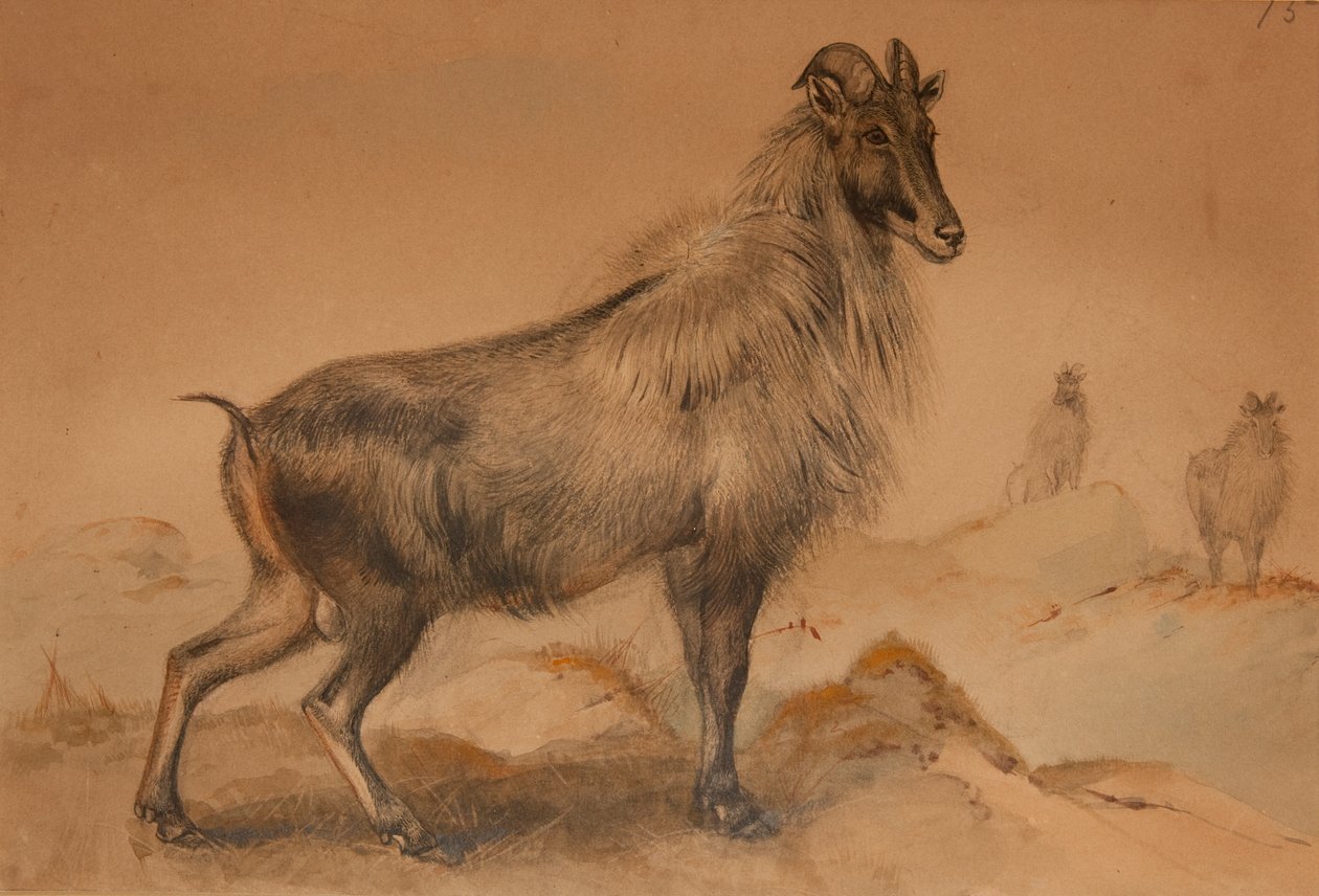Thar av Joseph Wolf