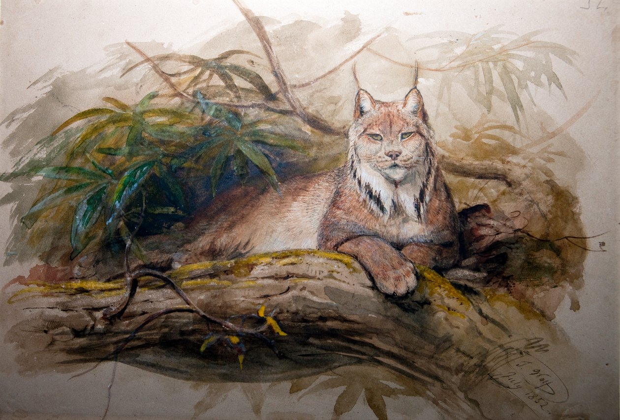 Det kanadensiska lodjuret (Felis canadensis), 1852 av Joseph Wolf