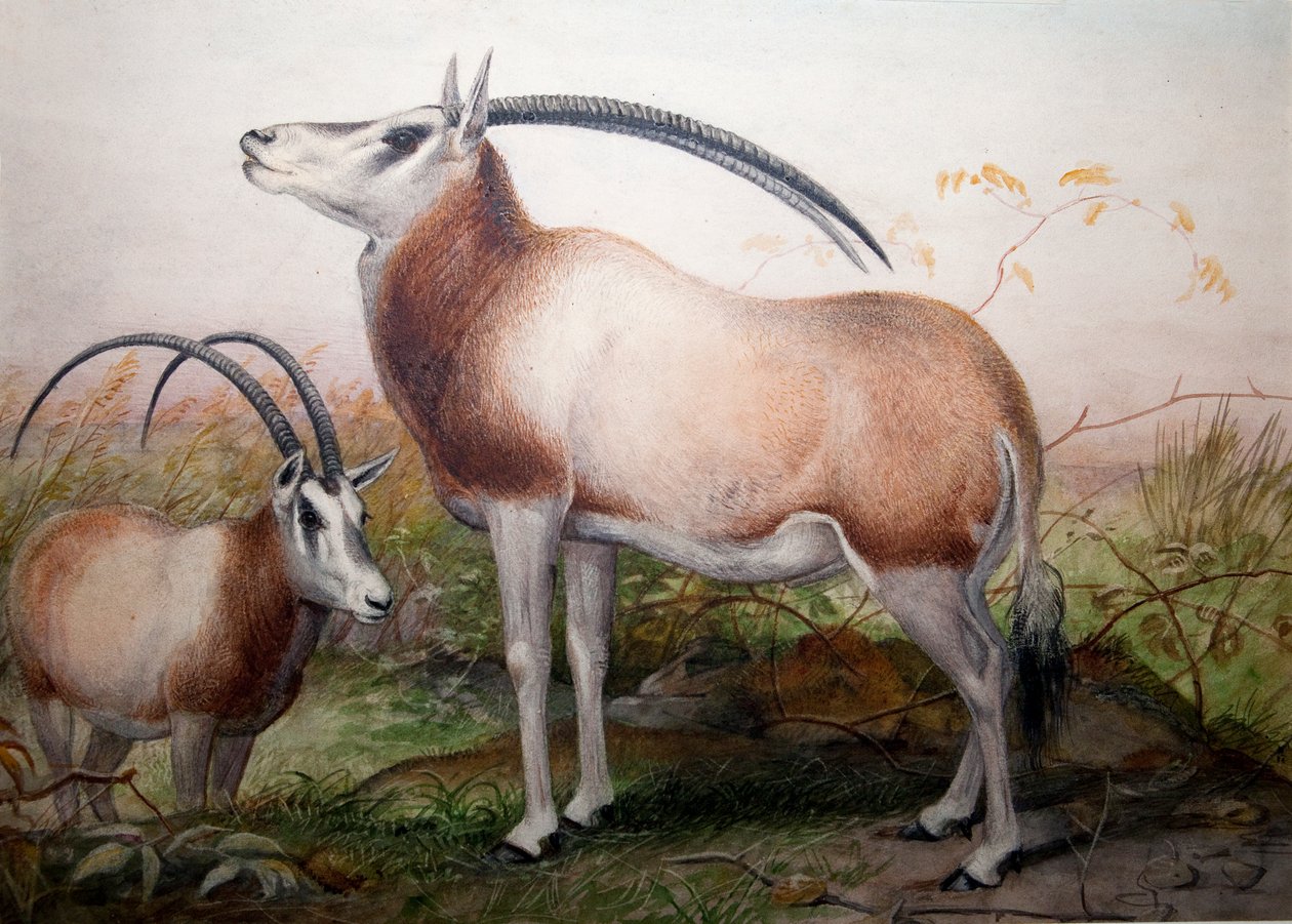 Leucoryx-antilopen, Oryx Leucoryx, ca 1850 av Joseph Wolf