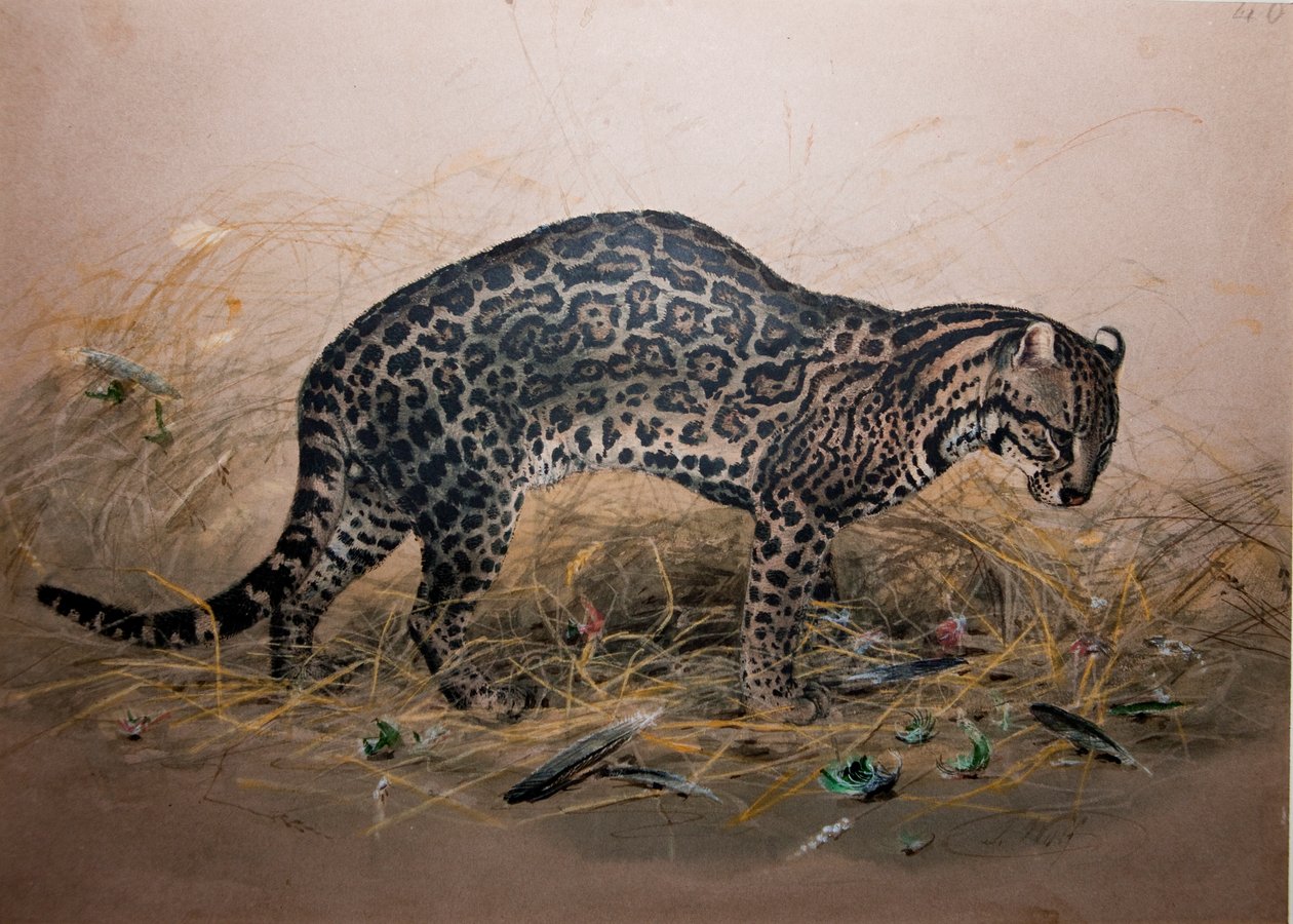 The Painted Ocelot (Felis picta), c.1850 av Joseph Wolf